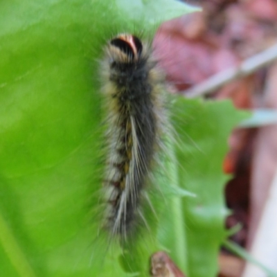 Anthela ocellata (Eyespot Anthelid moth) at Flynn, ACT - 30 Mar 2020 by Christine