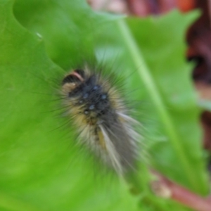 Anthela ocellata at Flynn, ACT - 30 Mar 2020