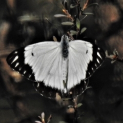 Belenois java (Caper White) at Paddys River, ACT - 30 Mar 2020 by JohnBundock