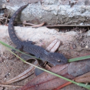 Christinus marmoratus at Flynn, ACT - 30 Mar 2020 01:46 PM