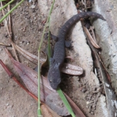 Christinus marmoratus at Flynn, ACT - 30 Mar 2020 01:46 PM