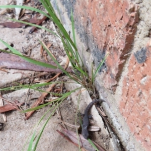 Christinus marmoratus at Flynn, ACT - 30 Mar 2020 01:46 PM