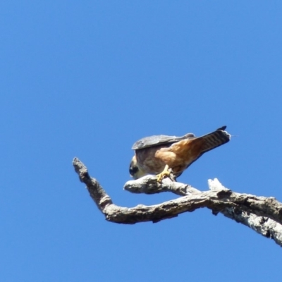 Falco longipennis (Australian Hobby) at Black Range, NSW - 30 Mar 2020 by MatthewHiggins