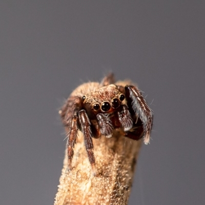 Unidentified Spider (Araneae) at Macgregor, ACT - 30 Mar 2020 by Roger