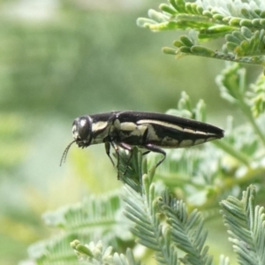 Agrilus hypoleucus at Theodore, ACT - 29 Mar 2020