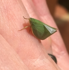 Siphanta acuta (Green planthopper, Torpedo bug) at Hughes, ACT - 28 Mar 2020 by Linden