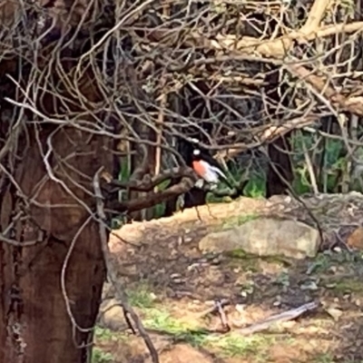 Petroica boodang (Scarlet Robin) at Deakin, ACT - 30 Mar 2020 by LisaH