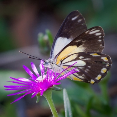 Belenois java (Caper White) at Kambah, ACT - 30 Mar 2020 by Marthijn