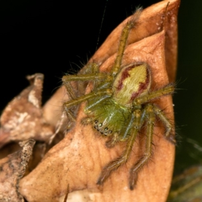 Sparassidae (family) (A Huntsman Spider) at Bruce, ACT - 10 Feb 2019 by Bron