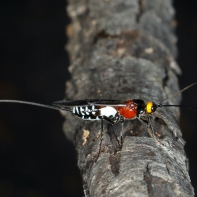 Braconidae (family) (Unidentified braconid wasp) at Majura, ACT - 29 Mar 2020 by jbromilow50