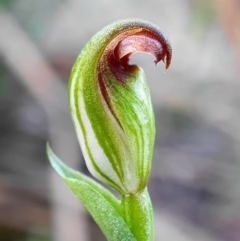 Speculantha rubescens (Blushing Tiny Greenhood) at Hackett, ACT - 30 Mar 2020 by shoko
