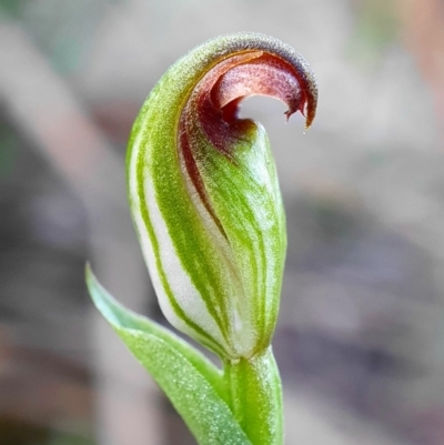 Speculantha rubescens (Blushing Tiny Greenhood) at Hackett, ACT - 30 Mar 2020 by shoko