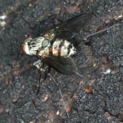 Tachinidae (family) (Unidentified Bristle fly) at Majura, ACT - 29 Mar 2020 by jb2602