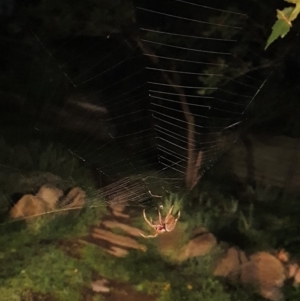 Hortophora sp. (genus) at Hughes, ACT - 31 Mar 2020