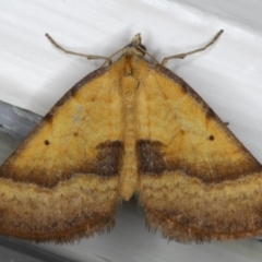 Anachloris subochraria (Golden Grass Carpet) at Ainslie, ACT - 29 Mar 2020 by jb2602