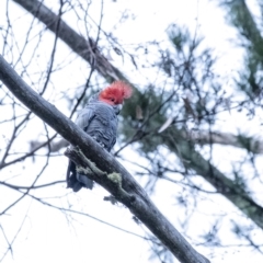 Callocephalon fimbriatum (Gang-gang Cockatoo) at Penrose, NSW - 26 Mar 2020 by Aussiegall