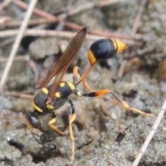 Sceliphron formosum (Formosum mud-dauber) at Paddys River, ACT - 29 Dec 2019 by MichaelBedingfield