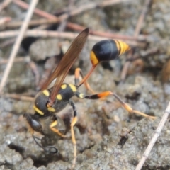 Sceliphron formosum (Formosum mud-dauber) at Paddys River, ACT - 29 Dec 2019 by michaelb