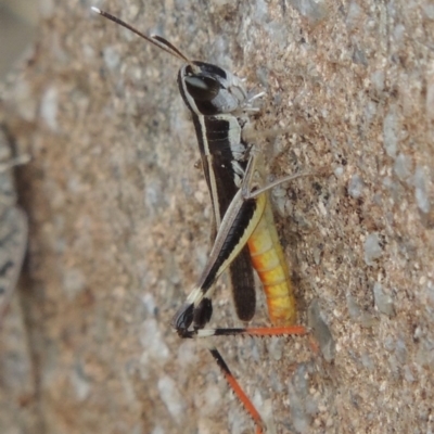 Macrotona australis (Common Macrotona Grasshopper) at Paddys River, ACT - 29 Dec 2019 by michaelb