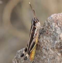 Macrotona australis at Paddys River, ACT - 29 Dec 2019 07:27 PM
