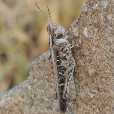 Heteropternis obscurella (A grasshopper) at Paddys River, ACT - 29 Dec 2019 by michaelb