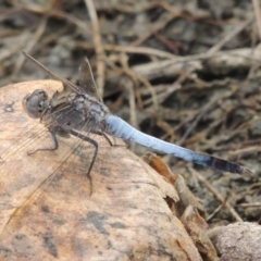 Orthetrum caledonicum (Blue Skimmer) at Paddys River, ACT - 29 Dec 2019 by michaelb