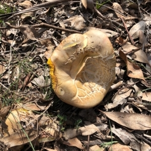 Phylloporus sp. at Red Hill, ACT - 29 Mar 2020