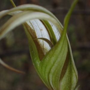 Diplodium ampliatum at Tuggeranong DC, ACT - 28 Mar 2020