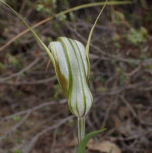 Diplodium ampliatum at Tuggeranong DC, ACT - 28 Mar 2020