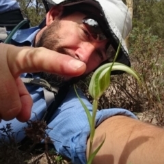 Diplodium ampliatum at Tuggeranong DC, ACT - suppressed