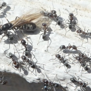 Iridomyrmex rufoniger at Kambah, ACT - 30 Mar 2020 01:02 PM