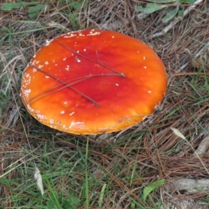 Amanita muscaria at Coree, ACT - 31 Mar 2020