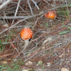 Amanita muscaria at Coree, ACT - 31 Mar 2020