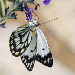 Belenois java (Caper White) at Page, ACT - 31 Mar 2020 by DonTaylor