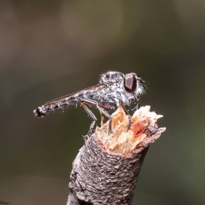 Ommatius sp. (genus) (Robber fly) at Umbagong District Park - 30 Mar 2020 by Roger