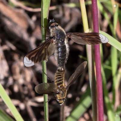 Comptosia sp. (genus) (Unidentified Comptosia bee fly) at Umbagong District Park - 31 Mar 2020 by Roger