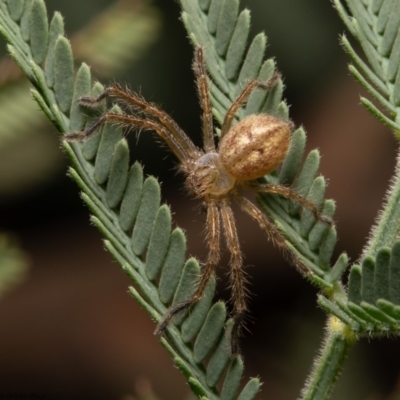 Neosparassus sp. (genus) (Unidentified Badge huntsman) at Umbagong District Park - 31 Mar 2020 by Roger