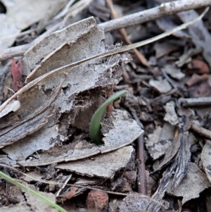 Cyanicula caerulea at Point 3852 - suppressed