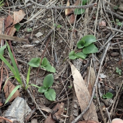 Pterostylis nutans (Nodding Greenhood) at Dunlop, ACT - 29 Mar 2020 by CathB