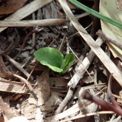 Pterostylis nutans at Dunlop, ACT - suppressed