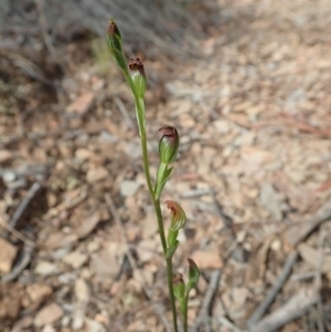 Speculantha rubescens at Aranda, ACT - suppressed