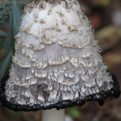 Coprinus comatus (Shaggy Ink Cap) at Wanniassa, ACT - 31 Mar 2020 by SandraH