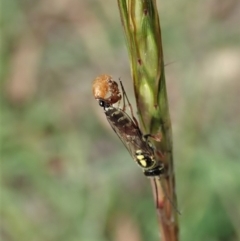 Tiphiidae (family) (Unidentified Smooth flower wasp) at Cook, ACT - 29 Mar 2020 by CathB