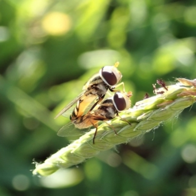 Simosyrphus grandicornis (Common hover fly) at Mount Painter - 26 Mar 2020 by CathB