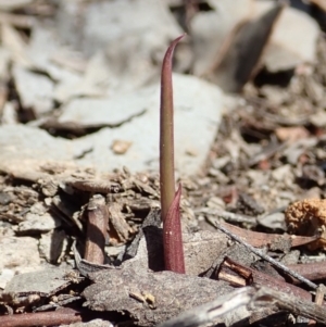 Lyperanthus suaveolens at Aranda, ACT - suppressed