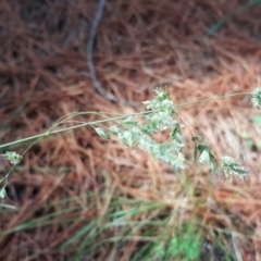 Poa sieberiana (Poa Tussock) at Isaacs Ridge and Nearby - 31 Mar 2020 by Mike