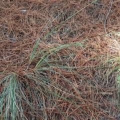 Poa sieberiana at Isaacs Ridge and Nearby - 31 Mar 2020