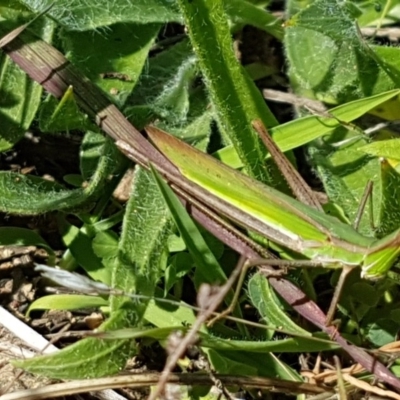 Acrida conica (Giant green slantface) at Dunlop, ACT - 31 Mar 2020 by trevorpreston