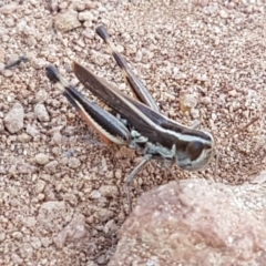 Macrotona australis (Common Macrotona Grasshopper) at Molonglo River Reserve - 31 Mar 2020 by tpreston