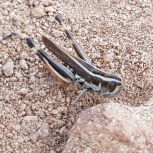 Macrotona australis at Molonglo River Reserve - 31 Mar 2020